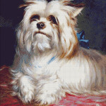 Goblen - Yorkshire Terrier