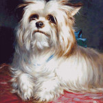 Goblen - Yorkshire Terrier