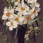 Goblen - Narcise albe